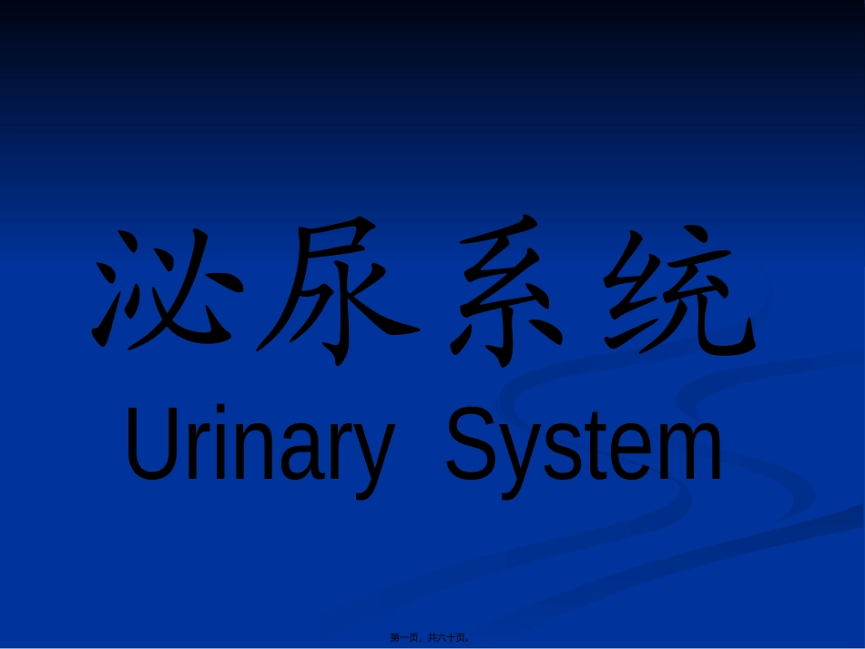 【组织胚胎学】泌尿系统_第1页