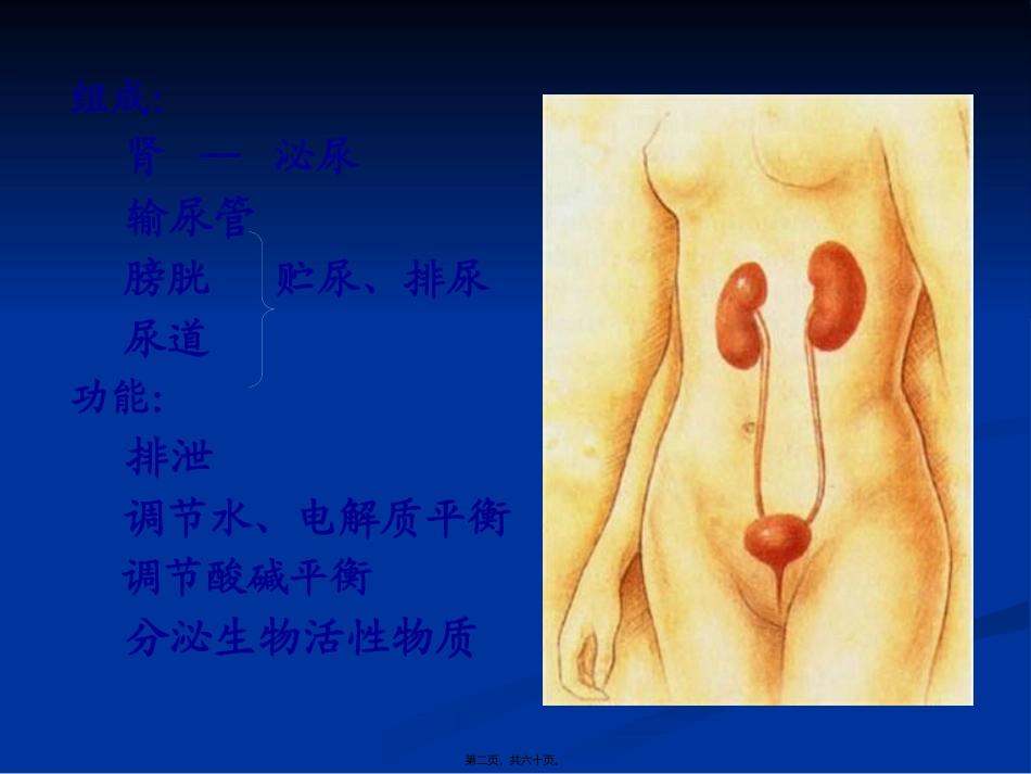 【组织胚胎学】泌尿系统_第2页