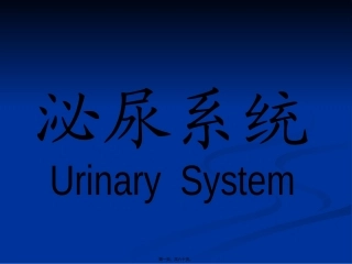【组织胚胎学】泌尿系统