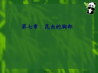 7昆虫的胸部全解