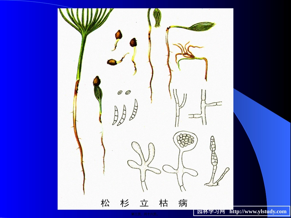 7苗木立枯病和猝倒病_第3页