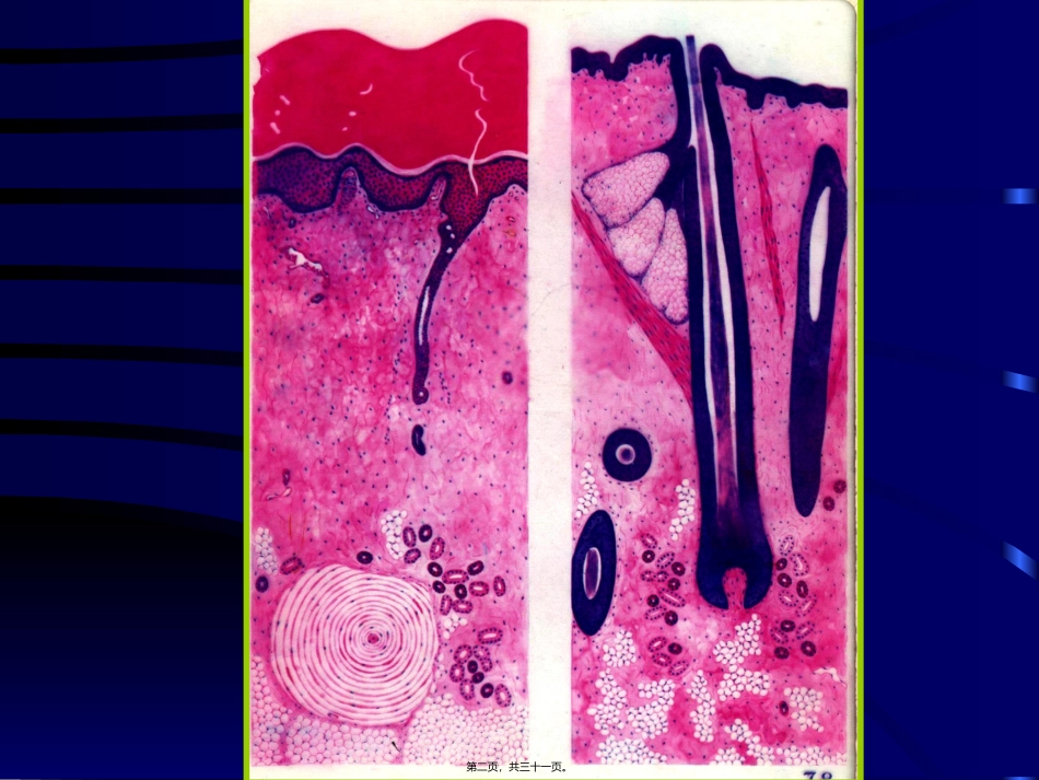 7皮肤消化管_第2页