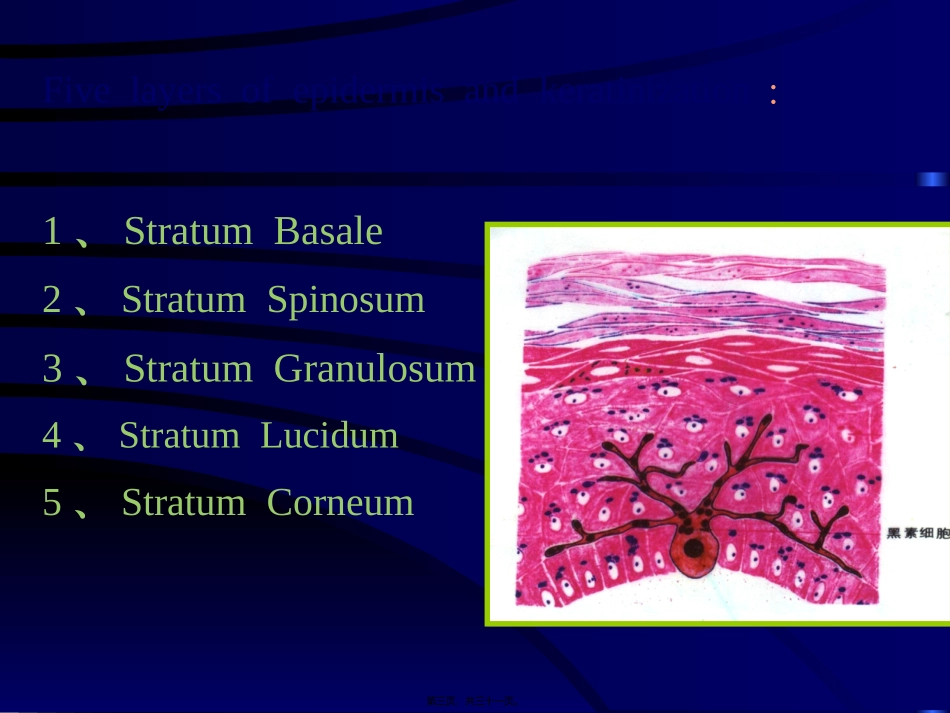 7皮肤消化管_第3页
