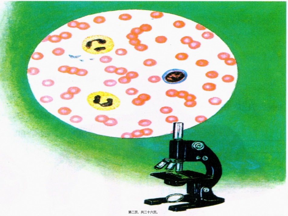 血液管道血管  医学教学课件_第2页