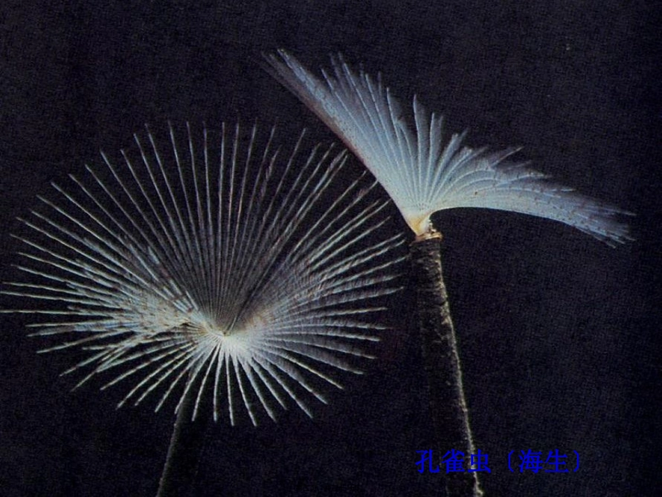 mmp自然界脑图pt_第2页