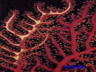 mmp自然界脑图pt