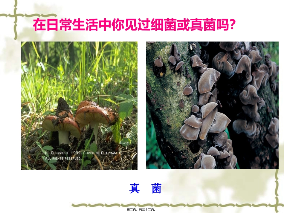 细菌和真菌的分布 医学教学课件_第2页