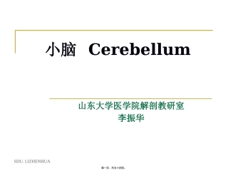 7-小脑-cerebellum汇总