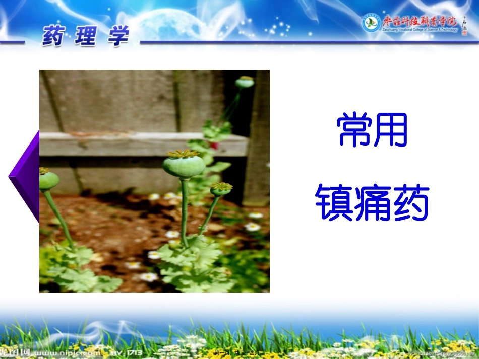 医理学课程常用镇痛药教学课件_第1页