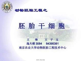 7新4ES胚胎干细胞