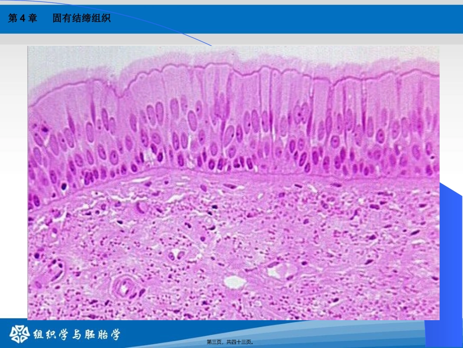 第4章：结缔组织 教学课件_第2页