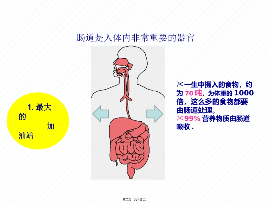 7月6日肠道健康科普讲稿_第2页