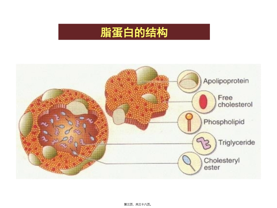医学教学课件 脂蛋白代谢与衰老_第3页