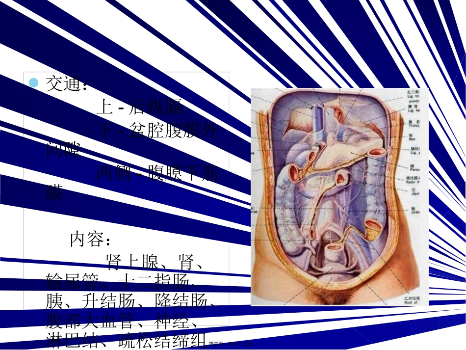 腹膜后间隙 医学教学培训课件_第3页