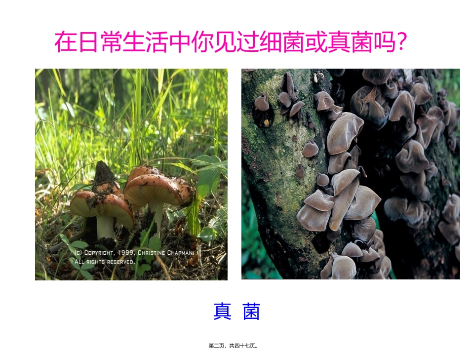 医学课件 细菌和真菌的分布_第2页