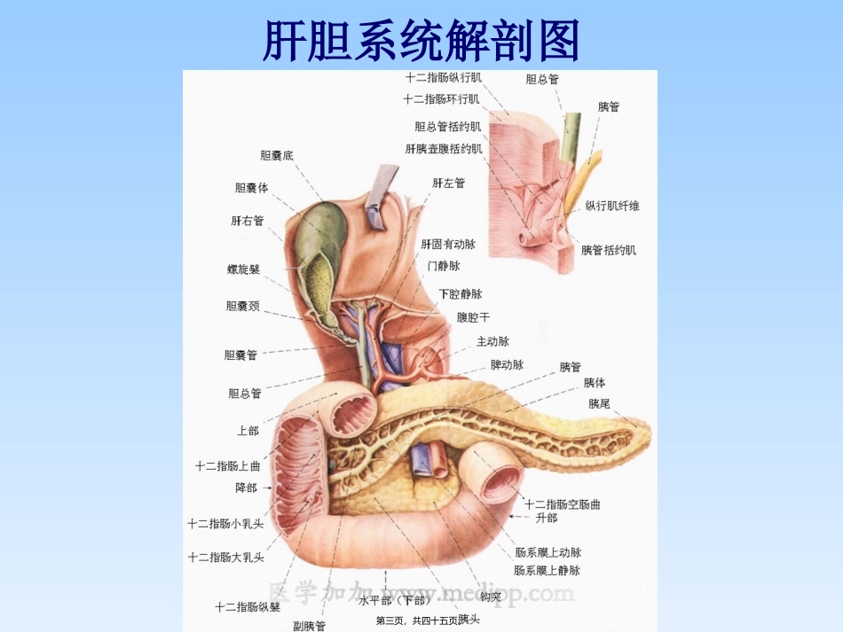 TPN相关淤胆_第3页