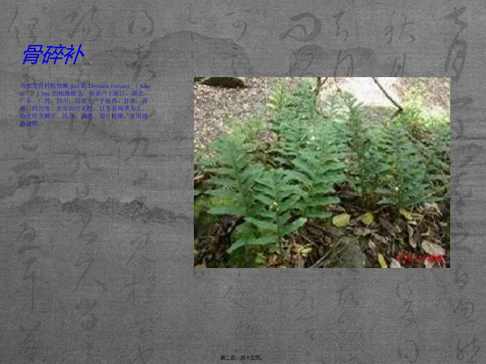 骨碎补 中医药材培训课件_第2页