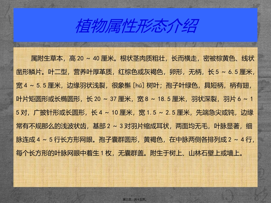 骨碎补 中医药材培训课件_第3页