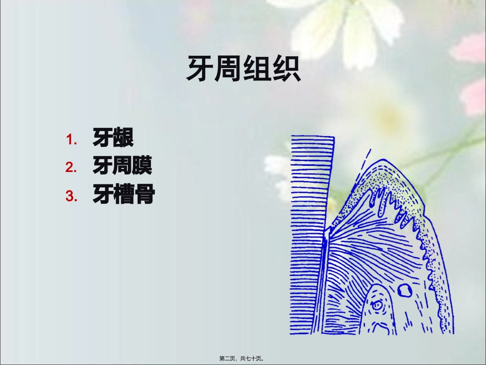 第2章-牙周组织_第2页