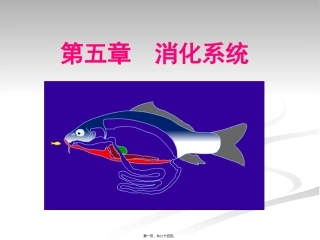 医学培训课件 消化系统