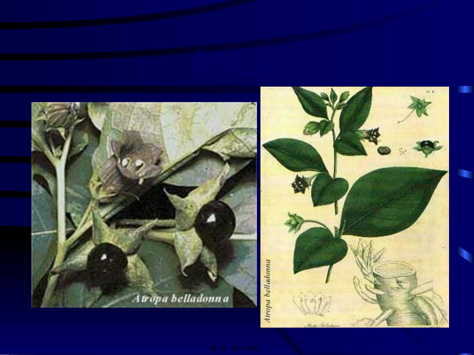 M胆碱受体阻断药_第2页