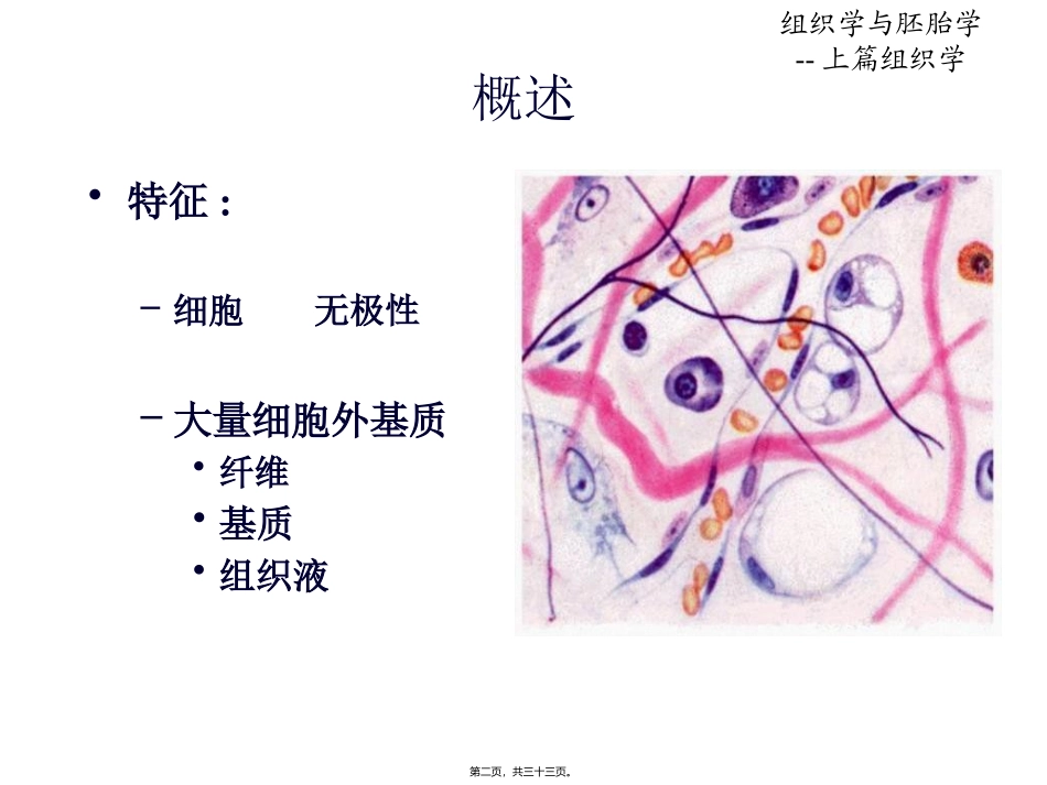 第03章结缔组织_第2页