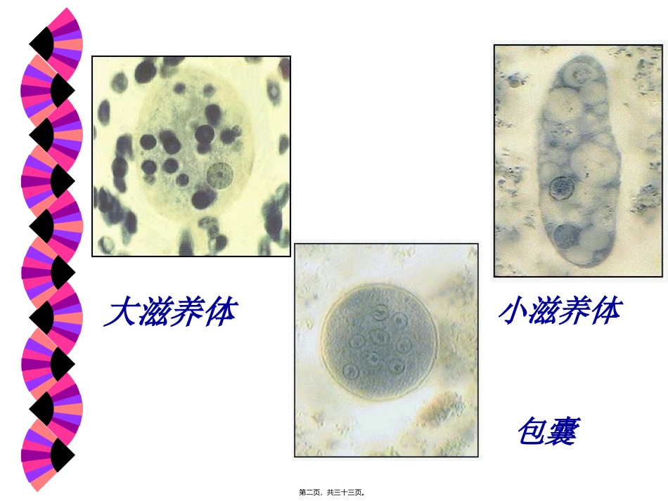 抗阿米巴虫驱肠虫药 医学教学课件_第2页