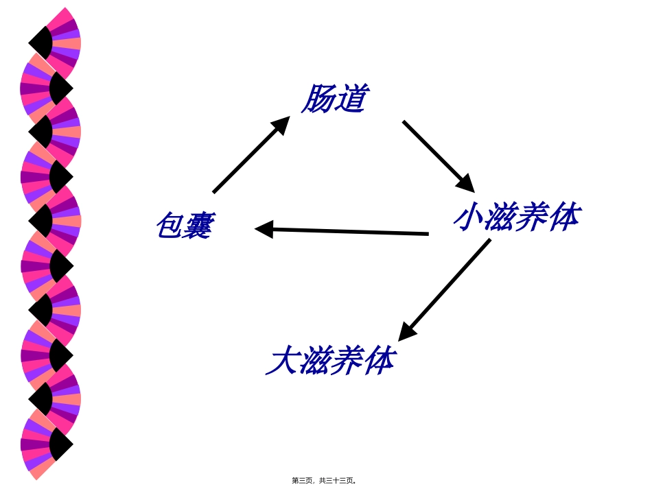 抗阿米巴虫驱肠虫药 医学教学课件_第3页