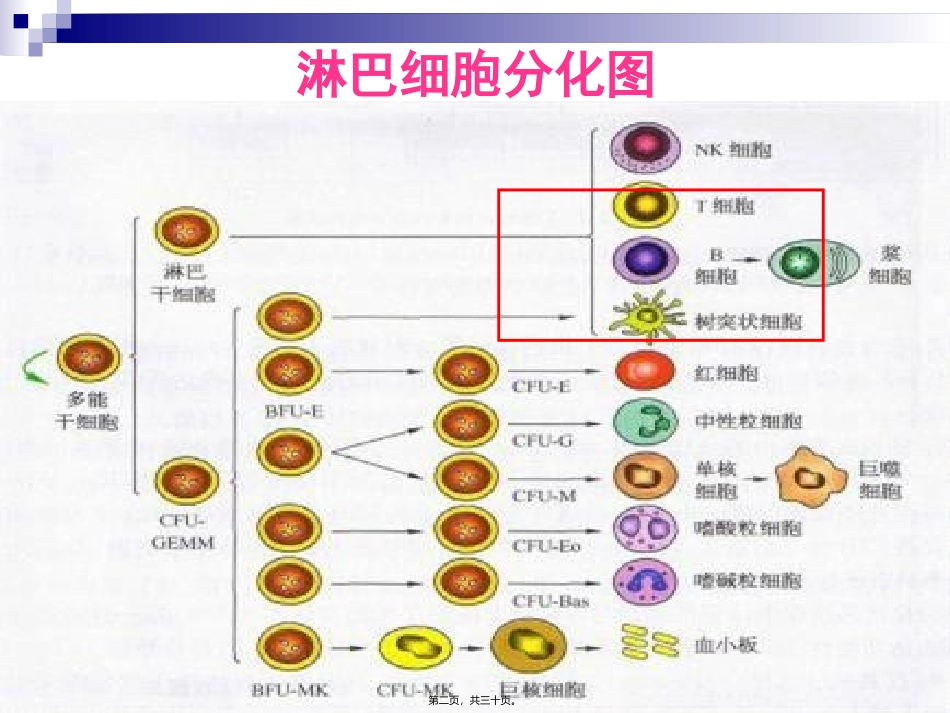 T淋巴细胞结果的解读2014全国会吴铁军_第2页