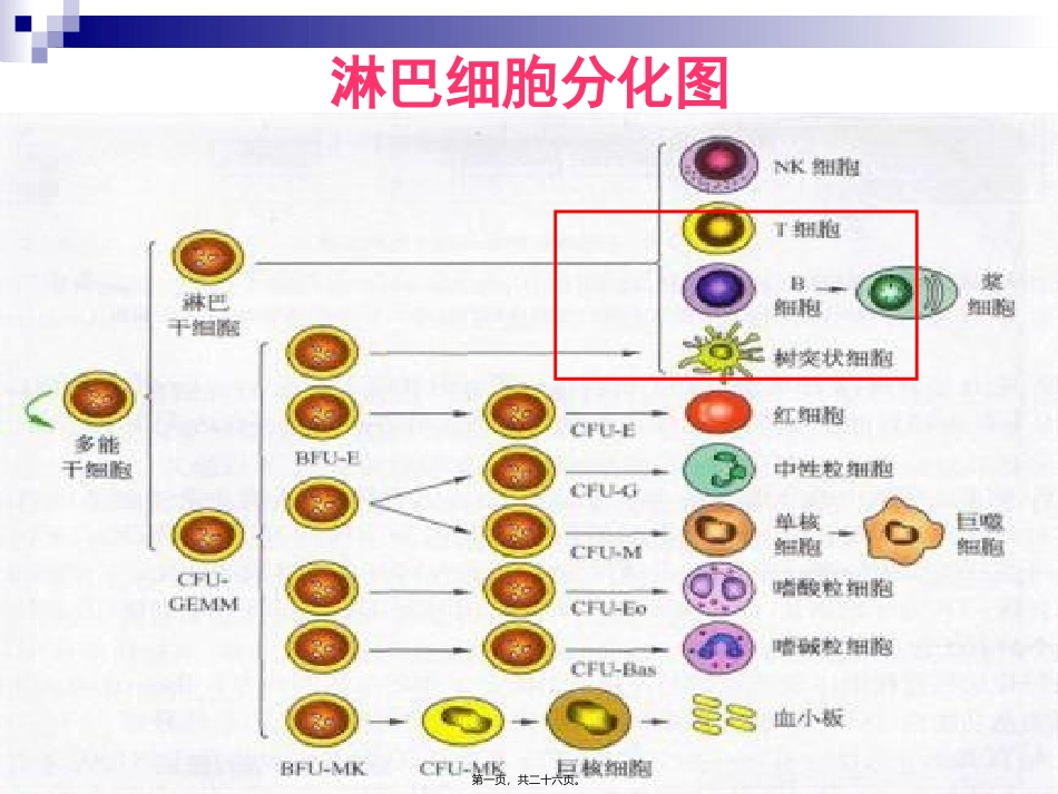 T淋巴细胞结果的解读全国会吴铁军_第1页