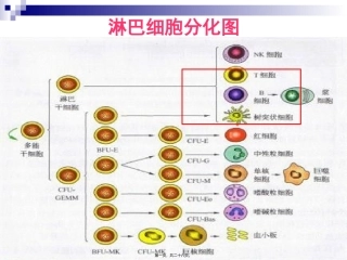 T淋巴细胞结果的解读全国会吴铁军