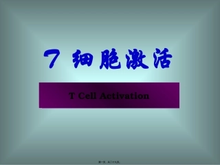 T-细胞激活