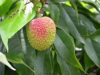 医学教学课件 基本病变表现心脏大血管异常的根本影像学征象