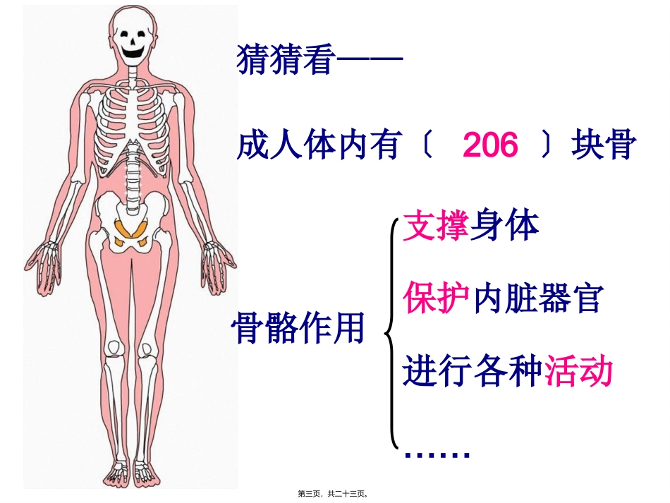 医学教学课件 教科版四年级上册第四单元第2课 骨骼关节和肌肉_第3页