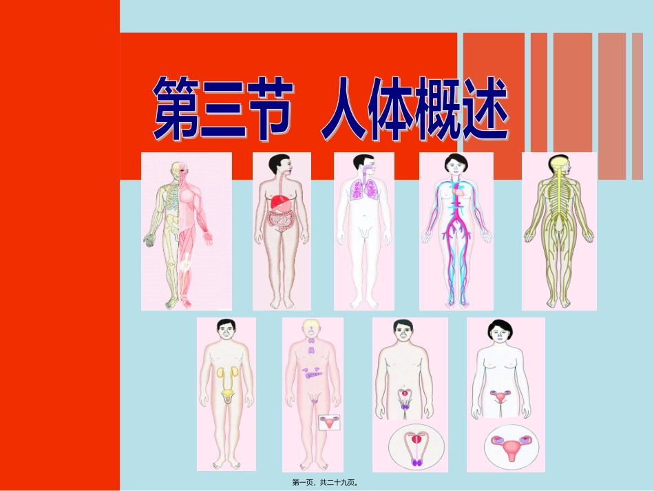 8.3人体概述(1)_第1页