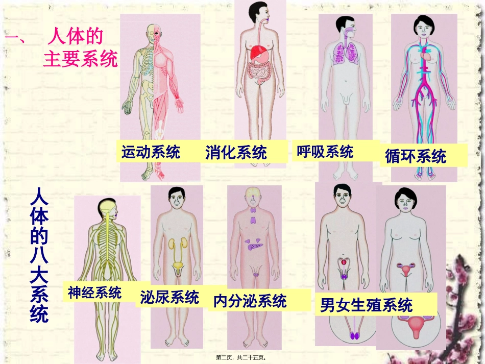 8.3人体概述_第2页