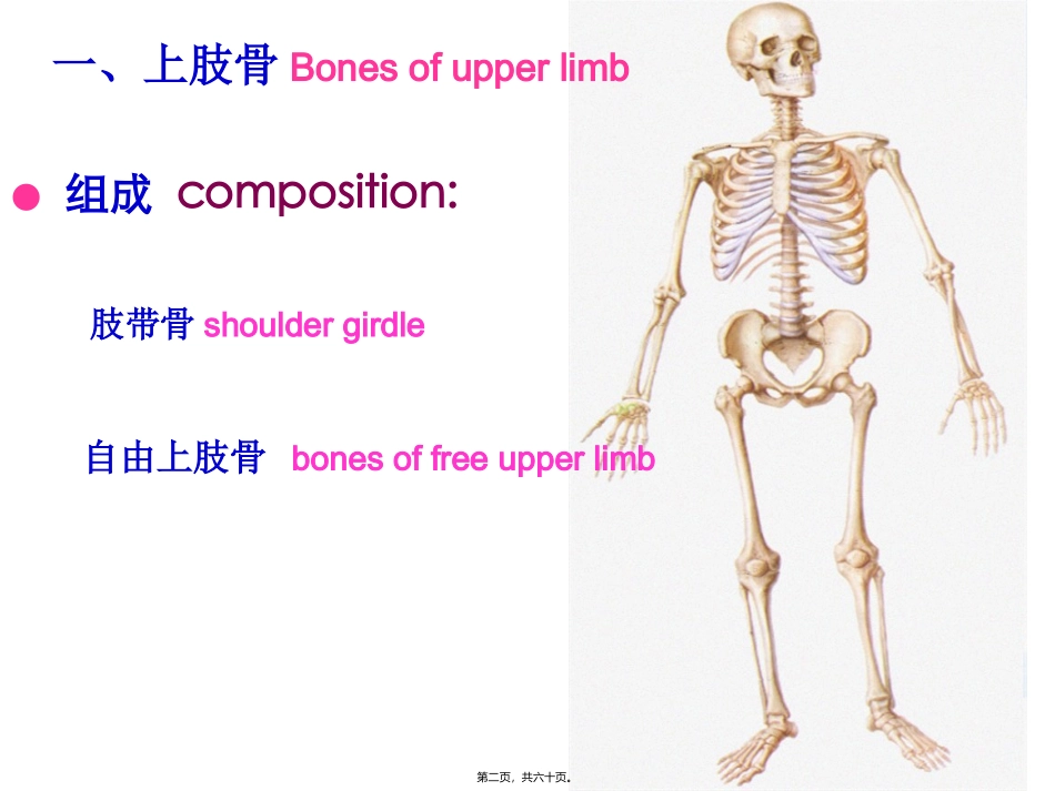 医学教学课件 上肢骨及其连结、下肢骨及其连结_第2页