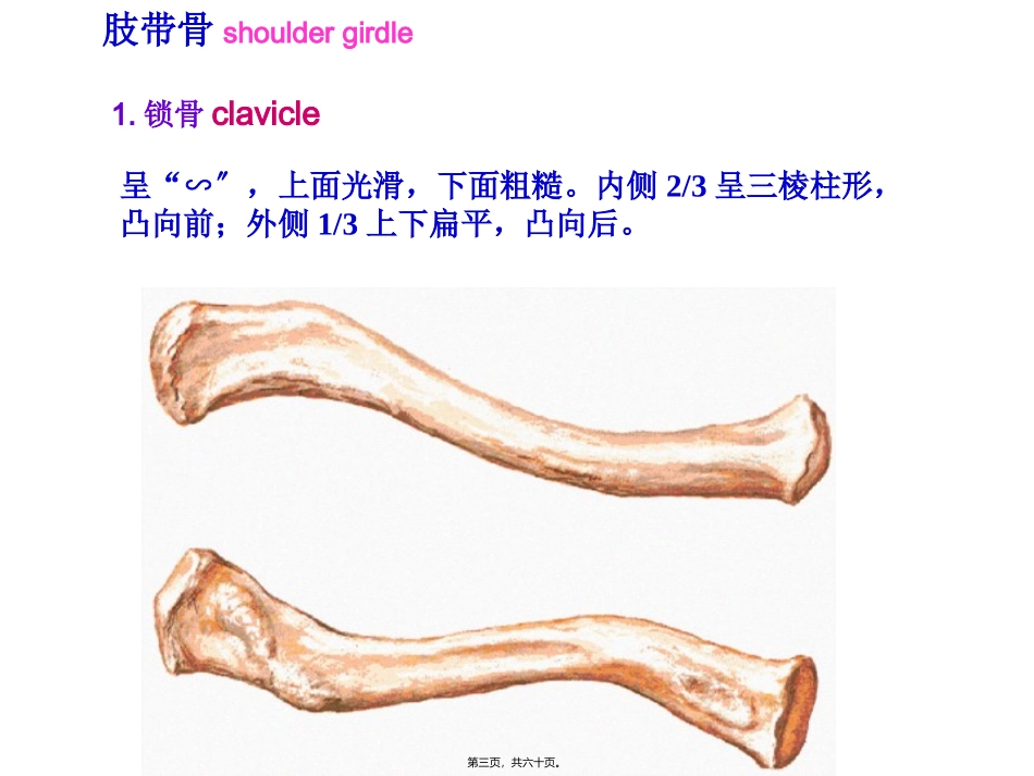 医学教学课件 上肢骨及其连结、下肢骨及其连结_第3页
