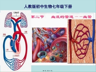 人教版初中生物七年级下册《血流的管道—血管》教学课件