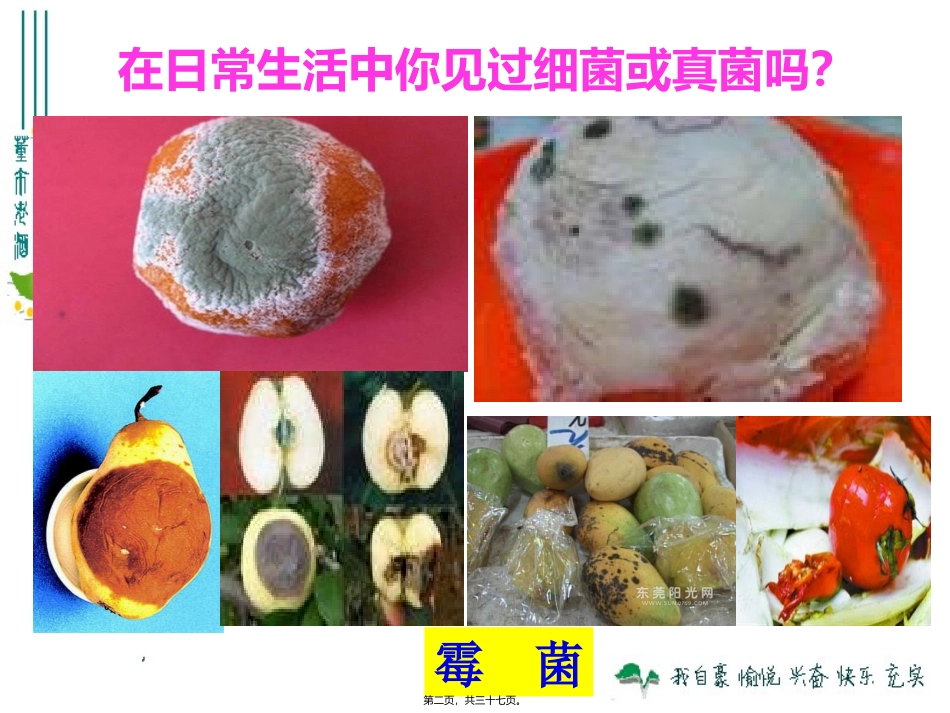 医学教学课件 细菌和真菌的分布_第2页