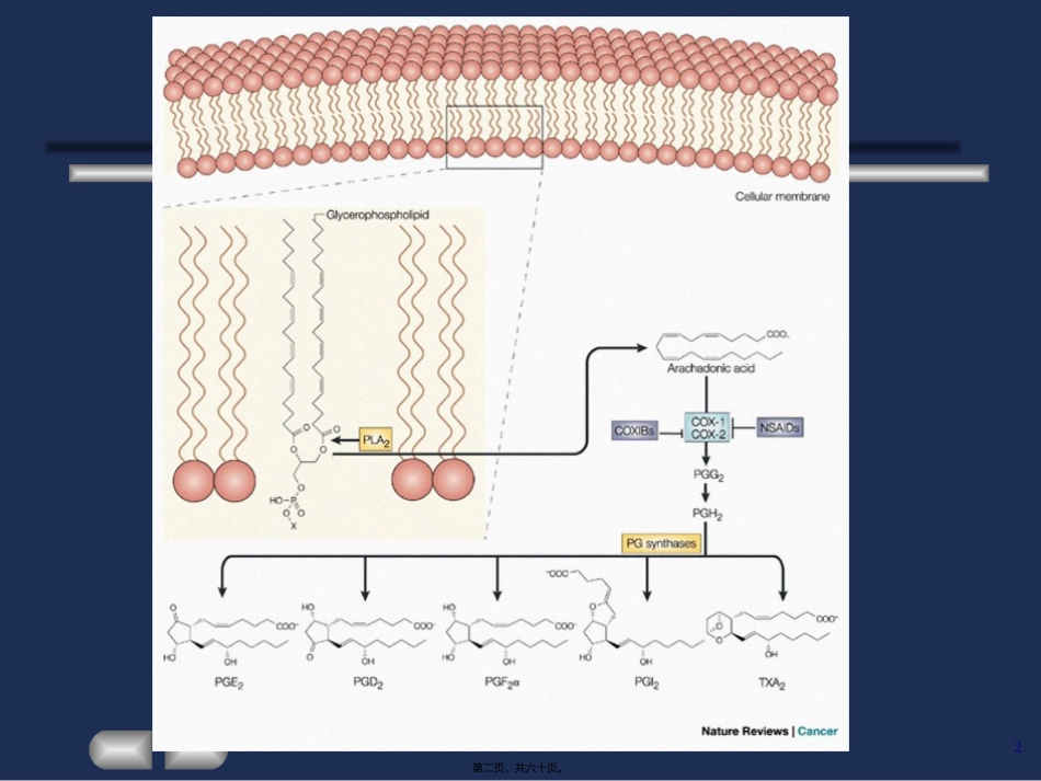 8.第17、18章-解热镇痛抗炎药和阿片_第2页