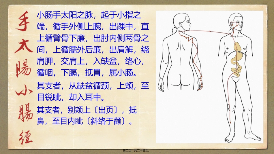 8.手太阳小肠经_第2页