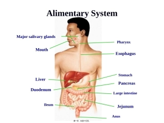 医学培训课件 消化管2(咽-肛管-双语版)