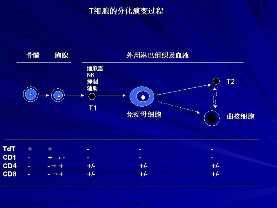 NKT细胞淋巴瘤_第2页
