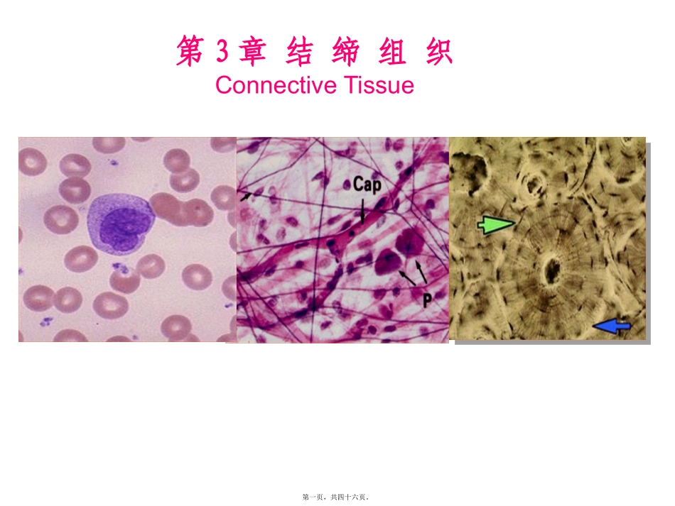 第3章结缔组织_第1页
