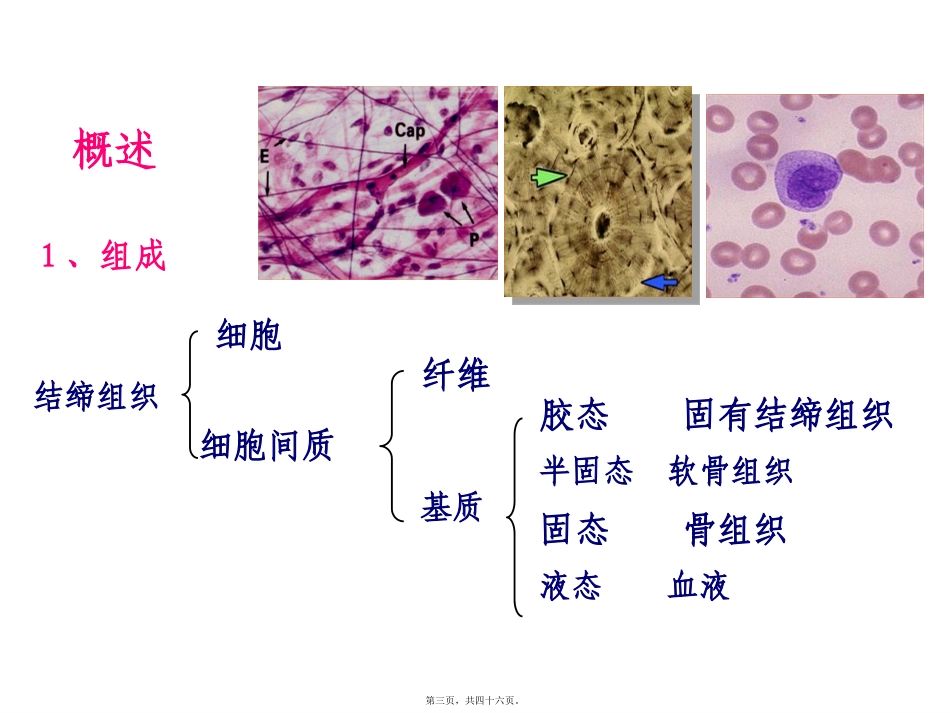 第3章结缔组织_第3页