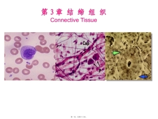 第3章结缔组织