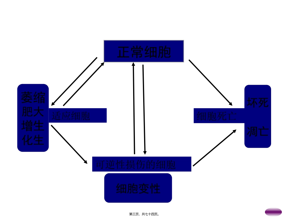 组织的适应、损伤与修复精要 培训课件_第3页