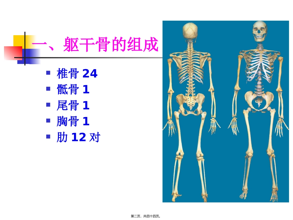NO.2躯干骨及其连接_第2页