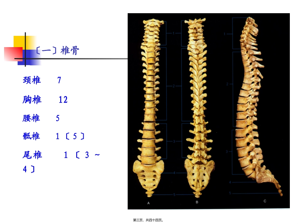 NO.2躯干骨及其连接_第3页